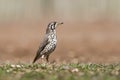Acacialijster, Groundscraper Thrush, Psophocichla litsitsirupa Royalty Free Stock Photo