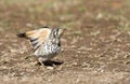 Acacialijster, Groundscraper Thrush, Psophocichla litsitsirupa Royalty Free Stock Photo