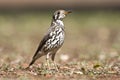 Acacialijster, Groundscraper Thrush, Psophocichla litsitsirupa Royalty Free Stock Photo