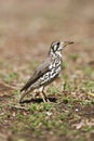 Acacialijster, Groundscraper Thrush, Psophocichla litsitsirupa Royalty Free Stock Photo