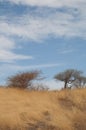 Acacias with red acacia to the left.