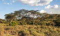 Acacias in the serengeti