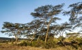 Acacias in the serengeti Royalty Free Stock Photo