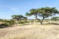 Acacias in the serengeti Royalty Free Stock Photo