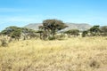 Acacias in the serengeti