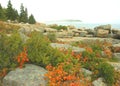 Acadia Seacoast In Autumn