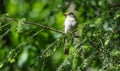 Acadian Flycatcher Empidonax virescens Royalty Free Stock Photo