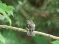 Acadian flycatcher Empidonax virescens perched Royalty Free Stock Photo