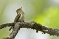 Acadian Flycatcher, Empidonax virescens singing in tree Royalty Free Stock Photo