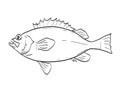 Acadian Redfish Fish in New England and Mid Atlantic Cartoon Drawing