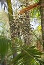 Acai AÃÂ§aÃÂ­ Palm Fruit Tree Close-Up