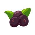 Acai berries with green leaves, color emblem for organic packaging design. Flat hand drawn illustration of super food. Cartoon