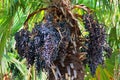 Acai berries on a palm tree