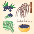 Acai berries set with tree and leaves. Superfoods collection. Hand drawn vector illustration.