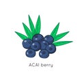 Acai berries vector illustration. Acai berries vector illustration. Cartoon style