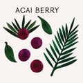 Acai berry illustration vector set with watercolor texture and line art. Hand drawn fully isolated modern colorful design elements Royalty Free Stock Photo