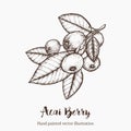 Acai berry. Organic super food ingredient. Vector hand drawing sketch illustration Royalty Free Stock Photo