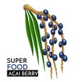 Acai berry vector icon.