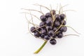 Acai fruit on a white background