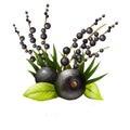 Acai palm with leaves isolated. Acai amazon small round berries. Cultivated for fruit and hearts of palm. Sold as frozen pulp