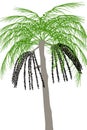 Acai palm tree (Euterpe oleracea) - illustration Royalty Free Stock Photo