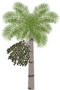 Acai palm tree (Euterpe oleracea) - illustration Royalty Free Stock Photo