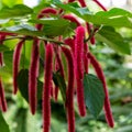 Acalypha plant.