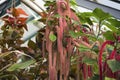 Acalypha hispida, the chenille plant