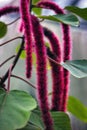 Acalypha hispida, the chenille plant, is a flowering shrub which belongs to the family Euphorbiaceae, the subfamily Acalyphinae,