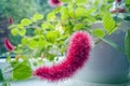 Acalypha hispida, chenille plant, is flowering shrub which belongs to family Euphorbiaceae, subfamily Acalyphinae, and genus