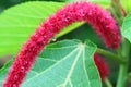 Acalypha hispida