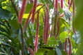 Acalypha hispida