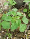 Acalypha indica herbal . It is used to treat bleeding and as antibiotic