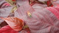 acalypha plant in garden with insect