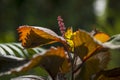 Acalypha plant photo