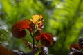 Acalypha plant photo