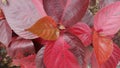 acalypha plant red leaf