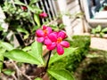 Acalypha siamensis plant seen up close with random green