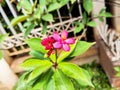 Acalypha siamensis plant seen up close with random green leaves