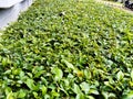 Acalypha siamensis plant seen up close with random green leaves