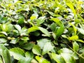 Acalypha siamensis plant seen up close with random green leaves