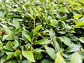 Acalypha siamensis plant seen up close with random green leaves