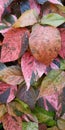 Acalypha wilkesiana Common name Copperleaf Royalty Free Stock Photo