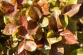 Acalypha wilkesiana, common names copperleaf and Jacob coat