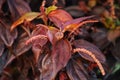 Acalypha wilkesiana has a densely arranged crown. the colour is unique.