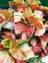 Acalypha wilkesiana plant comes from the color of the leaves which are brownis red color with a single leaf spots 4-17 cm long Royalty Free Stock Photo