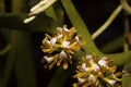 Acampe praemorsa is a species of monopodial orchid, Durgapur village