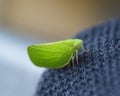 Acanalonia: leaf-shaped insect Royalty Free Stock Photo