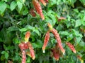 Acanthaceae beloperone guttata brandegeei piliena, a bush with long red and orange flowers with white buds