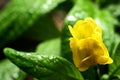 Yellow flover. Blooming plant with yellow bud, pachystachys lutea acanthaceae. Floral background. Concept view